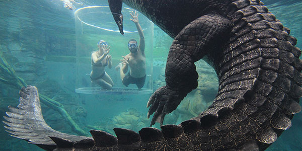 crocosaurus cove