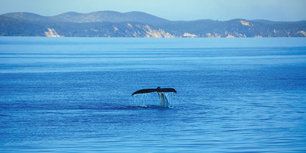 Hervey-Bay-whale-tale Hump back whale