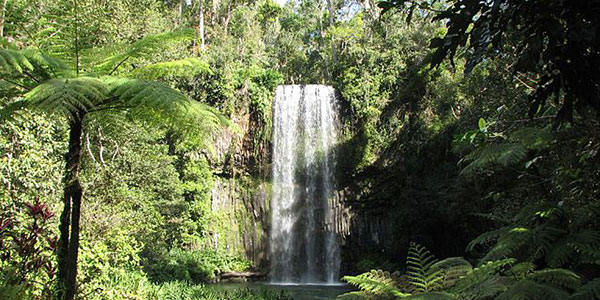 Millaa-Millaa-Falls Millaa Millaa Falls Queensland