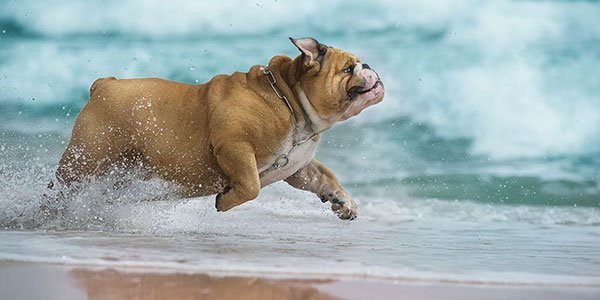 Shipping-Bulldog-on-beach air pets shipping