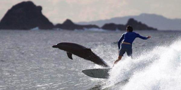 Bunbury Dolphins