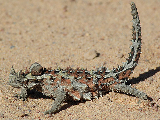 western australia wildlife