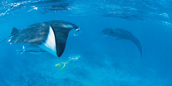 Ningaloo Reef Whale Shark Tours Ningaloo Reef Whale Shark Tours