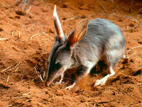 western australia wildlife