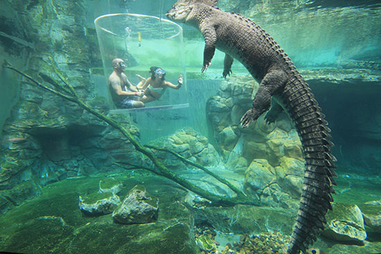 crocosaurus cove