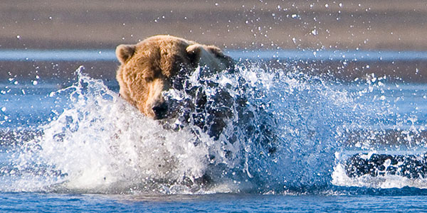 Brown_Bear,_Hallo_Bay,_Katmai_National_Park_1-by-marshmallow national parks in north america