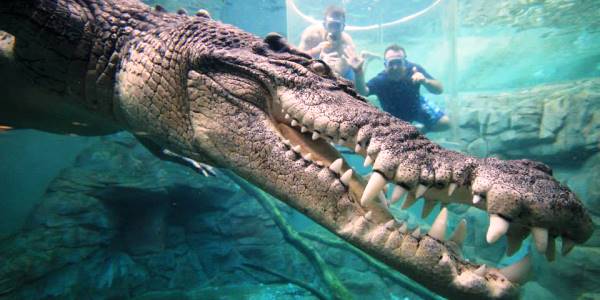 Crocosaurus Cove in Darwin What's on in Darwin