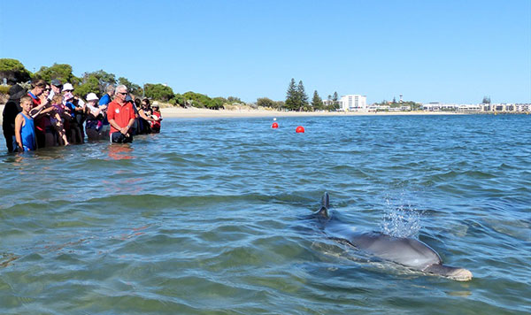 dolphins in koombana bay