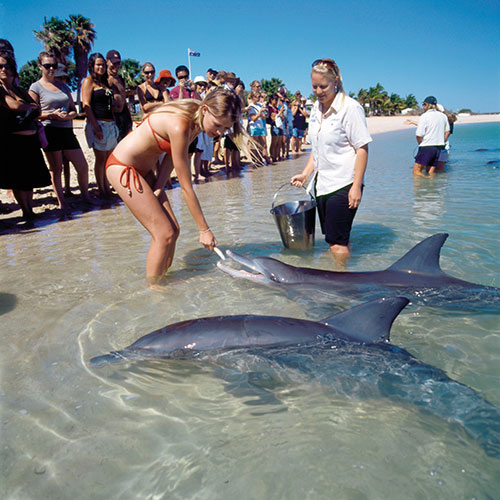 girl feeding dolphins in monkey mia western australia