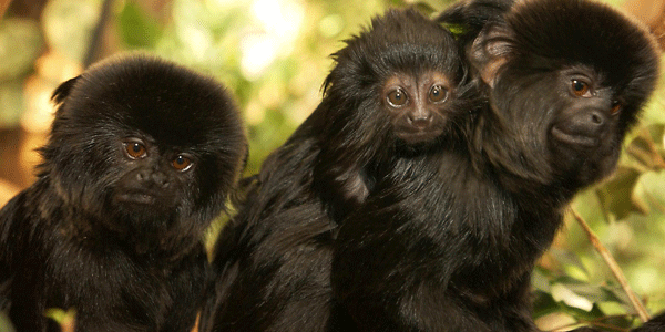 The-living-rainforest-monkeys The living Rainforest