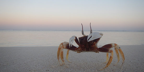 Road Trip From Broome To The Ningaloo Reef by Bus and Coach