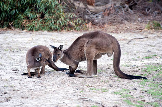 south australia