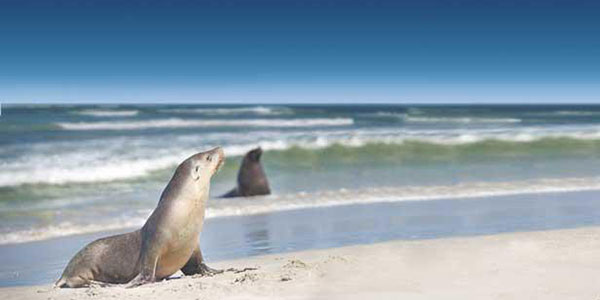 kiatours-seal-feature south australia