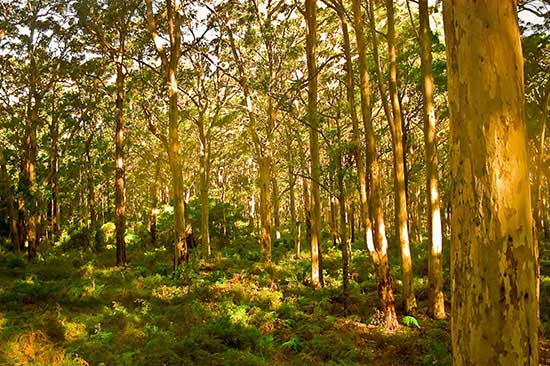margaret river wine tours