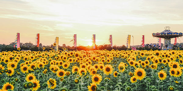 secret-garden-party-sunflower-field secret garden party 2015
