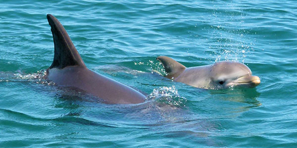 dolphin-discovery-dave-and-fiona swimming with wild dolphins