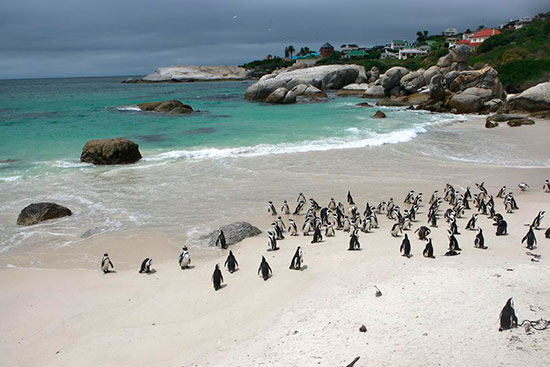 african penguins in cape town