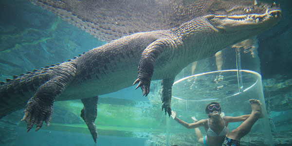 Croc-Cove-3 diving with crocodiles in darwin
