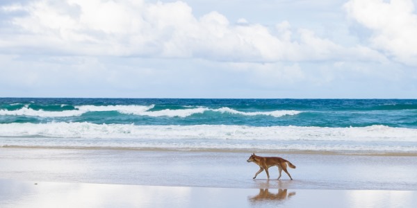 4WD Safari Tour with Drop Bear Adventures