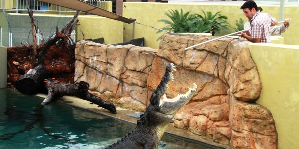 FeedingShot 25% Off The Excellent Big Croc Feed VIP Experience