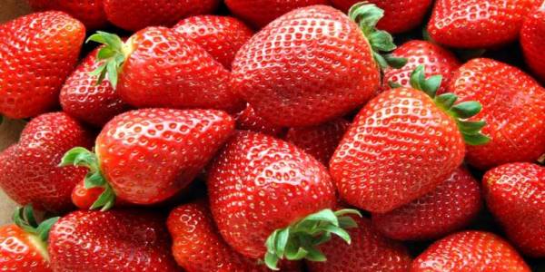 Fruit Picking various jobs available to Working Holiday Visa holders