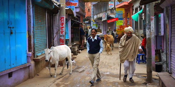 man and cow walking through streets in delhi