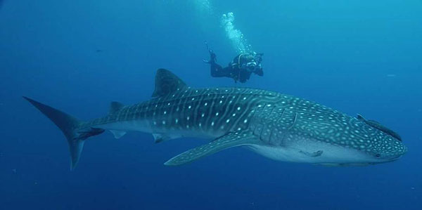 They're slow swimmers and migrate a long way. They're slow swimmers and migrate a long way.