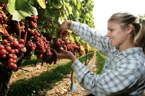 Working Holiday Jobs Harvesting fruits such as grapes