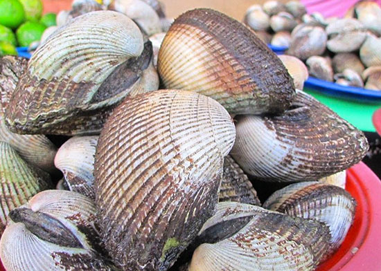 shellfish in fiji
