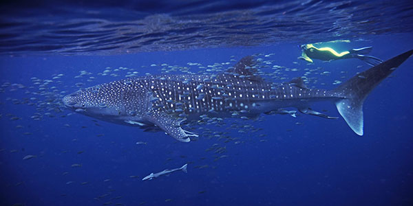 whale-shark-festival swimming with a whale shark in ningaloo reef