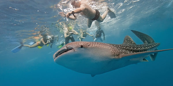 Hop on Hop off Exmouth – Swim with whale sharks