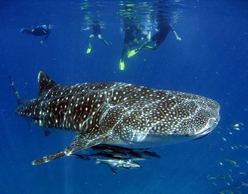 Ningaloo Reef Whale Shark Tours