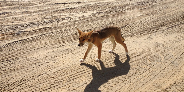 Dropbear-tours-Dingo-puppy dingo puppy on fraser island