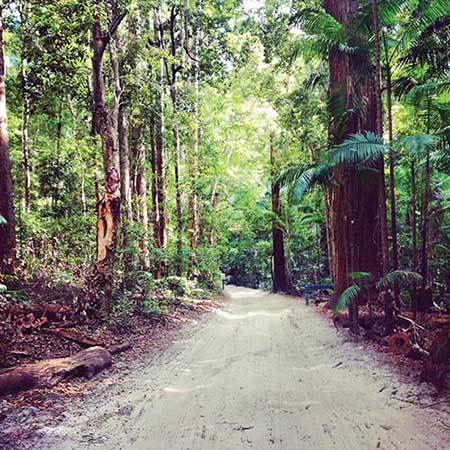 rainforest track through fraser island
