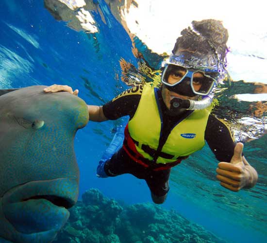 Diver and fish great barrier reef