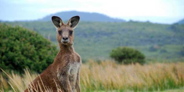 Kangaroo kangaroo in the wild australia