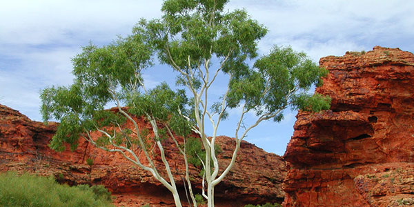 Tree in Kings Canyon Australia