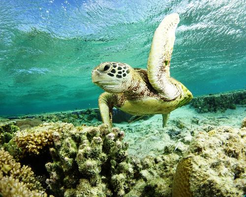 High five a turtle in Australia