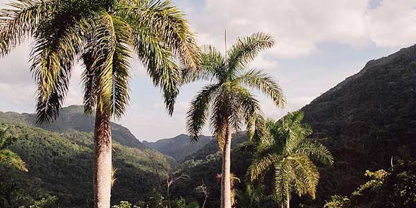 palm trees mountains cuba