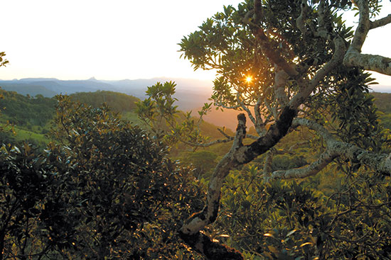 gold coast hinterland