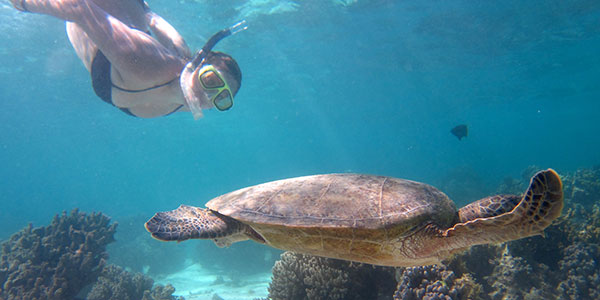 kimberley-wild-snorkelling-turtle snorkelling with turtles in australia