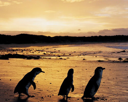 penguins on phillip island