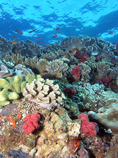 fiji coral reef