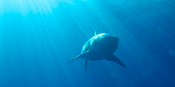 Shark Shark attack Shelly Beach NSW