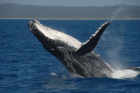 whale watching near fraser island
