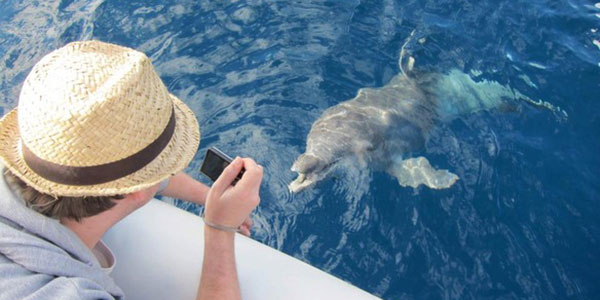 Frontier-Dolphin dolphin boat tour in tenerife