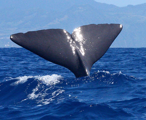 whale tail in tenerife