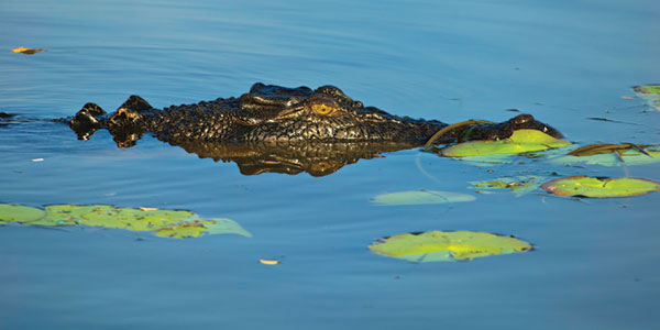 kakadu adventure tours