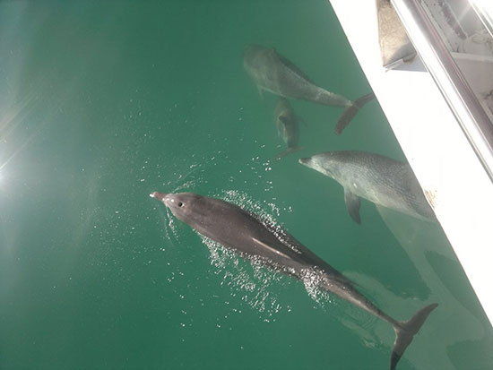 dolphins swimming by boat on east coast Australia