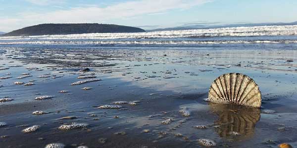 Tasmania beach and seashell